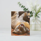 ベビー転がタイガーの背中 ポストカード (スタンド正面)