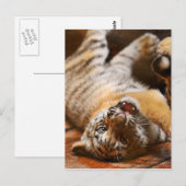 ベビー転がタイガーの背中 ポストカード (正面/裏面)