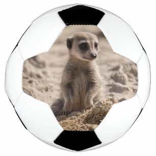 ベビー遊のマーカットが砂の中に サッカーボール