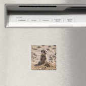 ベビー遊のマーカットが砂の中に マグネット (インサイチュ (食洗機))