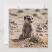 ベビー遊のマーカットが砂の中に 招待状 (裏面)