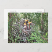 ベビー鳥の巣 ポストカード (正面/裏面)