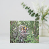 ベビー鳥の巣 ポストカード (スタンド正面)