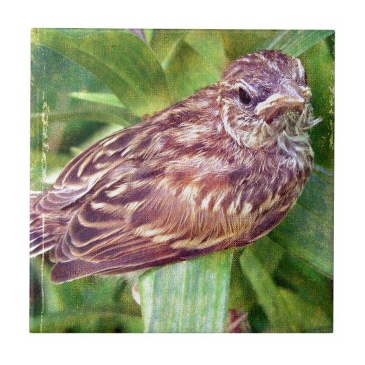 ベビー鳥 タイル (正面)