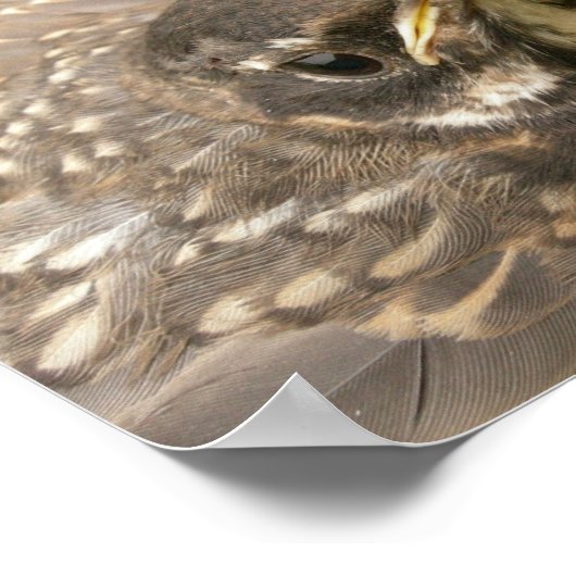 ベビー鳥 ポスター (角)