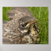 ベビー鳥 ポスター (正面)