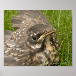 ベビー鳥 ポスター