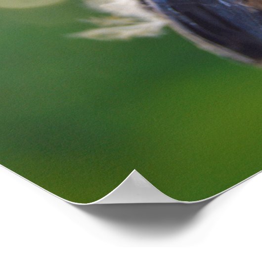 ベビー鳥 ポスター (角)