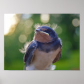 ベビー鳥 ポスター (正面)