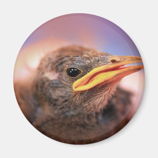 ベビー鳥 マグネット (正面)