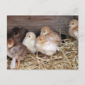 ベビー鶏かわいいチクファーム写真 ポストカード (正面)