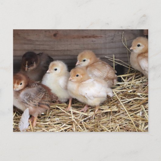 ベビー鶏かわいいチクファーム写真 ポストカード (正面)