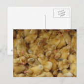 ベビー鶏 ポストカード (正面/裏面)