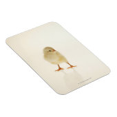 ベビー鶏 マグネット (右側)