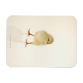 ベビー鶏 マグネット (横)