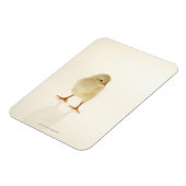 ベビー鶏 マグネット (左側)