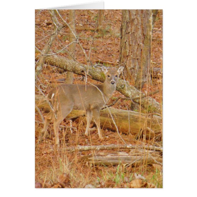 ベビー鹿の初冬 (正面)