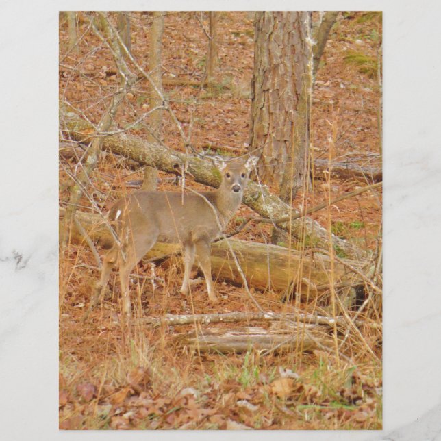 ベビー鹿の初冬 (正面)