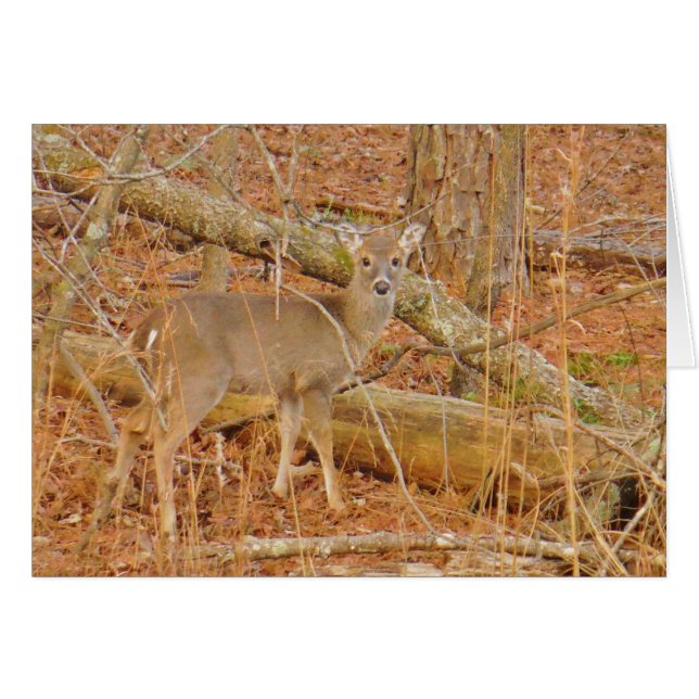 ベビー鹿の初冬 (正面横)