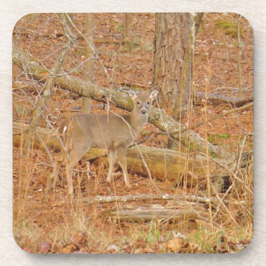 ベビー鹿の初冬 コースター (正面)