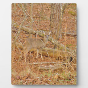 ベビー鹿の初冬 フォトプラーク