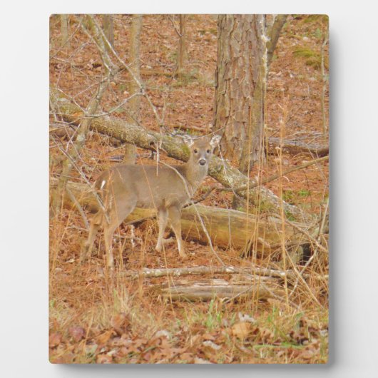 ベビー鹿の初冬 フォトプラーク (正面)