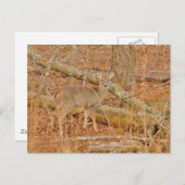 ベビー鹿の初冬 ポストカード (正面/裏面)