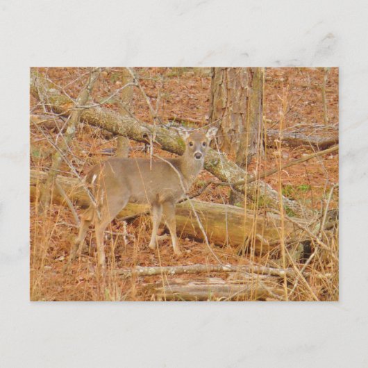 ベビー鹿の初冬 ポストカード (正面)