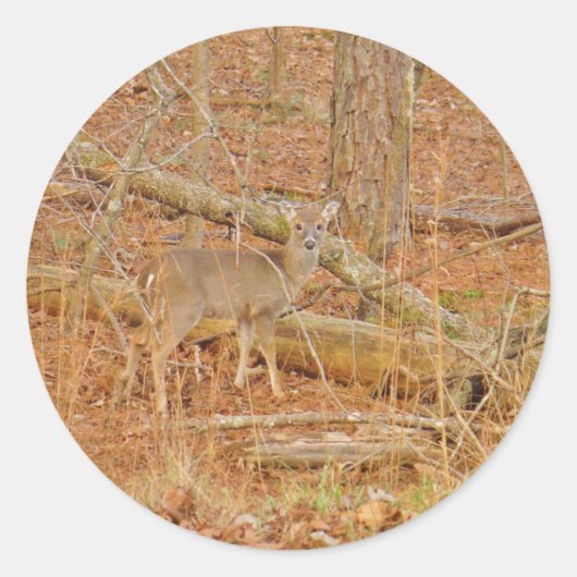 ベビー鹿の初冬 ラウンドシール (正面)