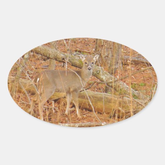 ベビー鹿の初冬 楕円形シール (正面)