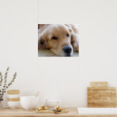 ベビー、ゴールデンレトリバードッグ ポスター (キッチン)