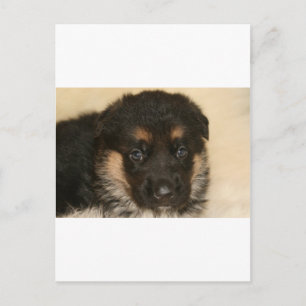 ベビー・ドイツ・シェパードの子犬「Khloe」 ポストカード