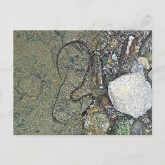 ベビー・ノーザンウォータースネーク (Nerodia sipedon)グッズ ポストカード (正面)