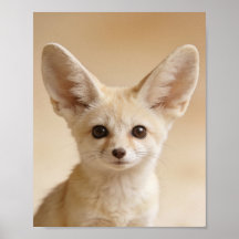 ベビー フェネック キツネの肖像 - かわいい子供部屋の動物の壁画