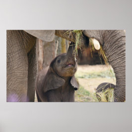 ベビー ポスター