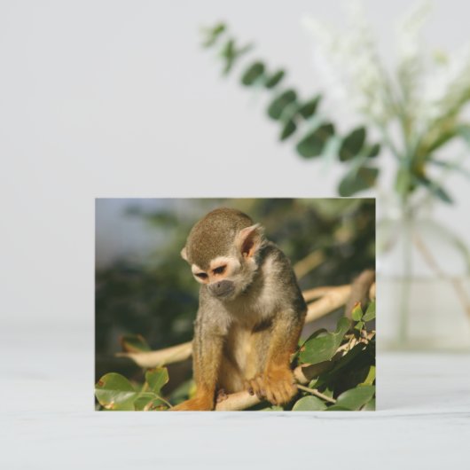 ベビー ポストカード (スタンド正面)