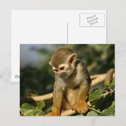 ベビー ポストカード (正面/裏面)