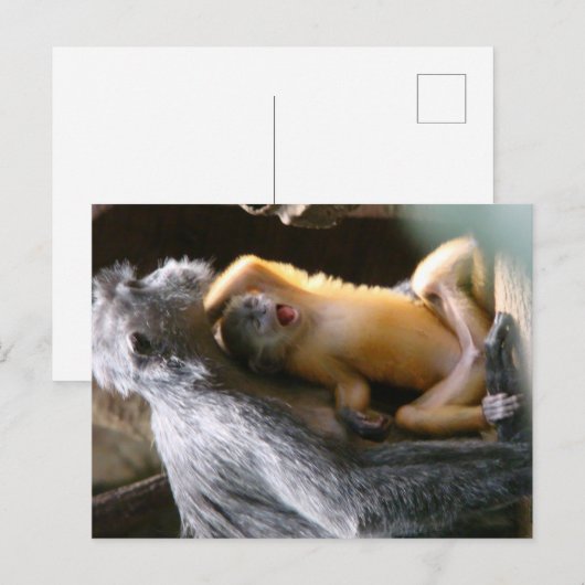 ベビー ポストカード (正面/裏面)