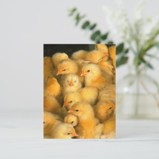 ベビー ポストカード (スタンド正面)