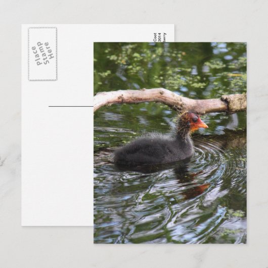 ベビー ポストカード (正面/裏面)