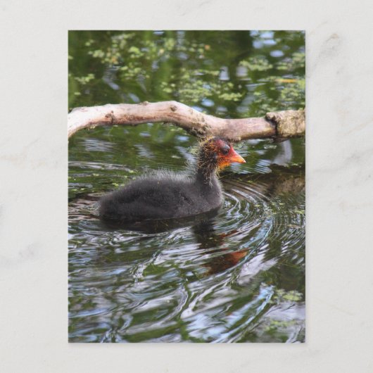 ベビー ポストカード (正面)