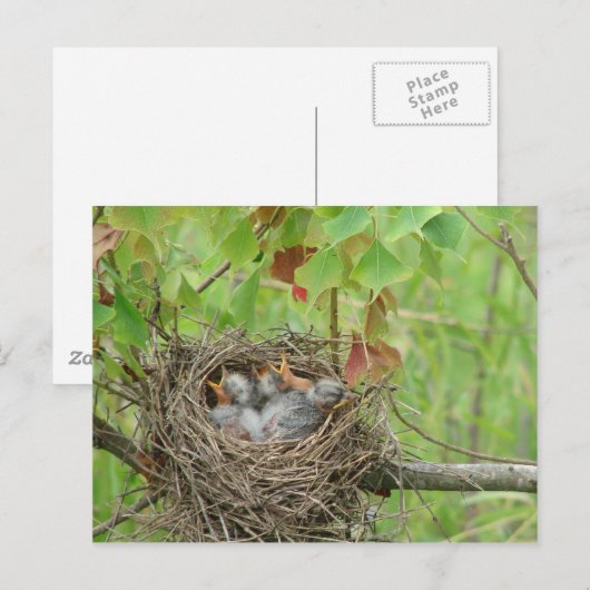 ベビー ポストカード (正面/裏面)