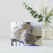 ベビー ポストカード (スタンド正面)