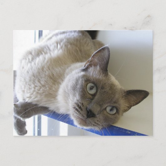 ベビー ポストカード (正面)