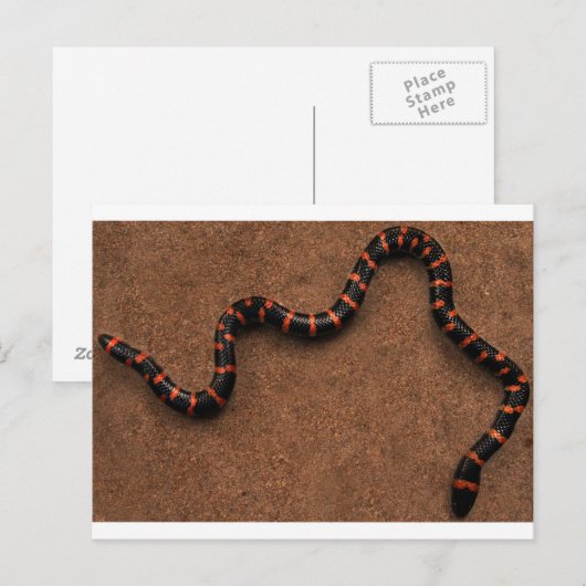 ベビー ポストカード (正面/裏面)