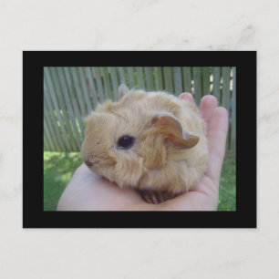 ベビー ポストカード