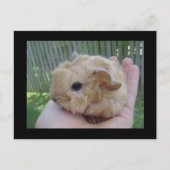 ベビー ポストカード (正面)