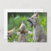 ベビー ポストカード (正面/裏面)