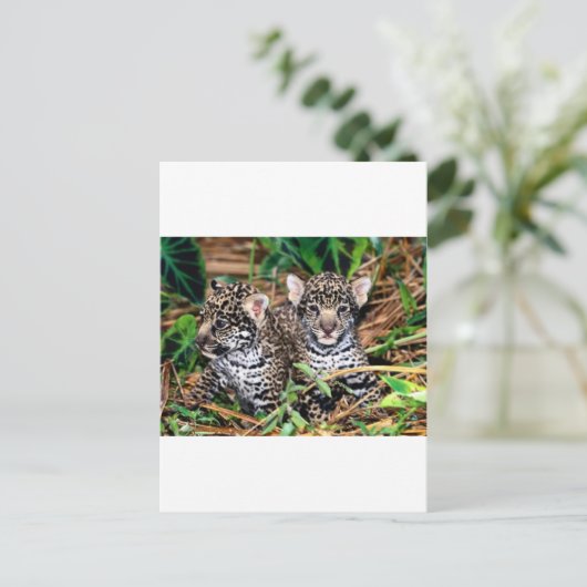 ベビー ポストカード (スタンド正面)