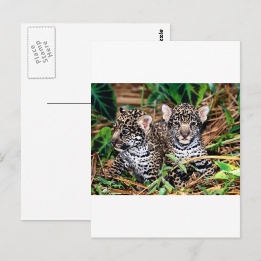 ベビー ポストカード (正面/裏面)